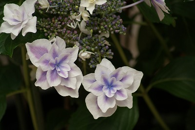 菖蒲園の花