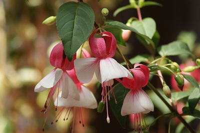 菖蒲園の花