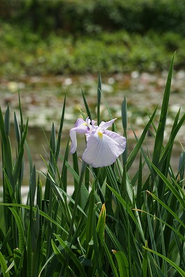 菖蒲園の花