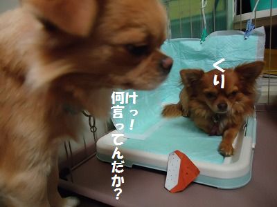 秋の味覚