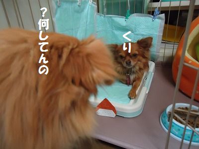 秋の味覚