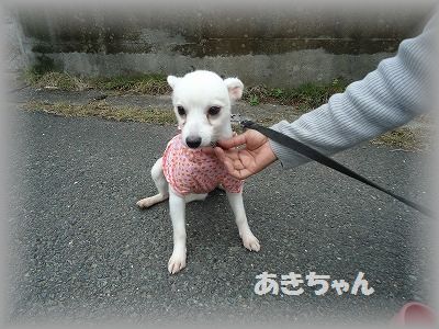 小梅