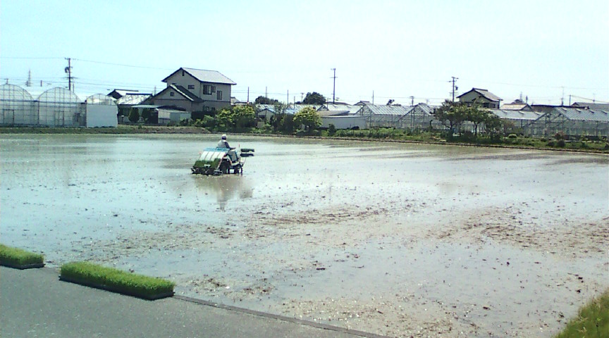 田植え