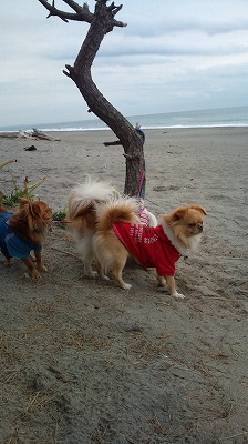 ピータンママが・・・