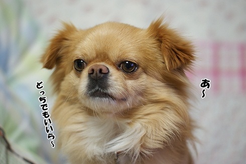 ドッヂ・・び～？