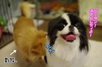 おっトトっ