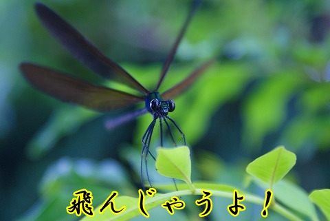 朝のお散歩