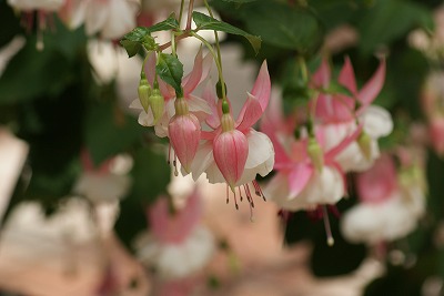菖蒲園の花