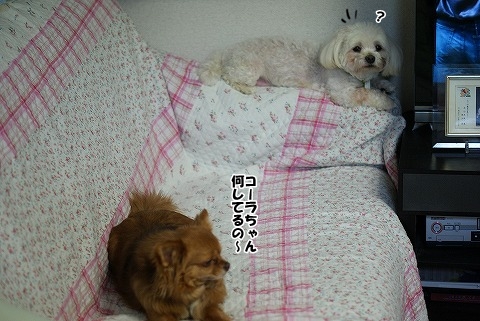 ピータンとマカロンとコーラ