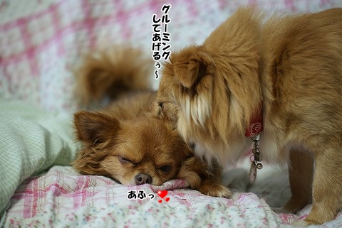 ピータンとマカロンとコーラ