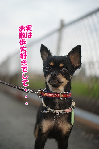お散歩出来るじょ～