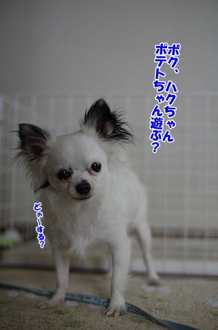 ポテト・・・ありがとう(ﾉ∇･､)ｸｽﾝ