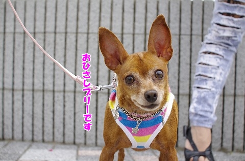 遊びに来てくれて嬉しいワン！