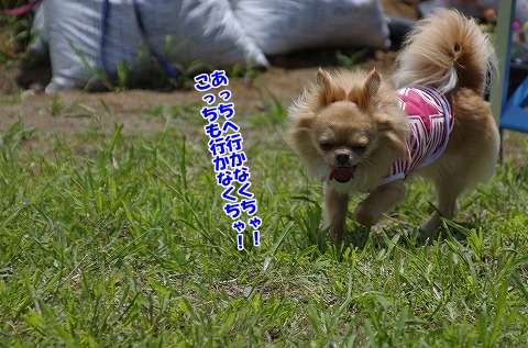 ドッグラン