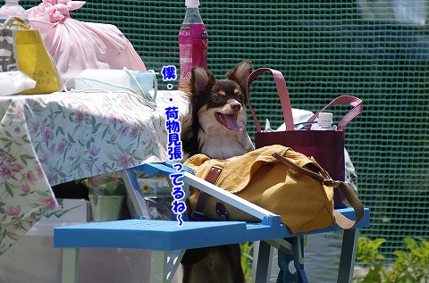 ドッグラン
