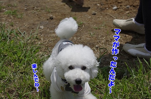 ドッグラン