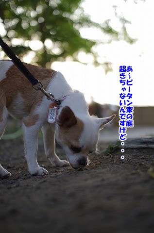 うめたん！