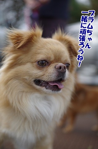 プラム