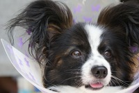 Papillon　・　Mint