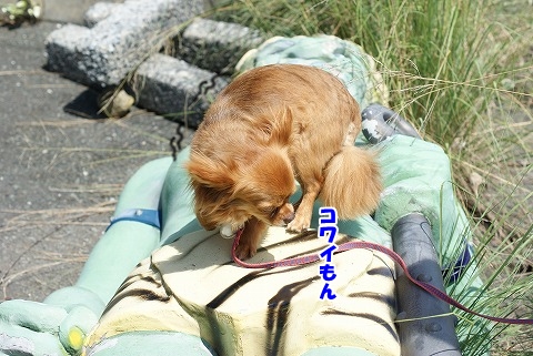 お腰に付けたキビ団子