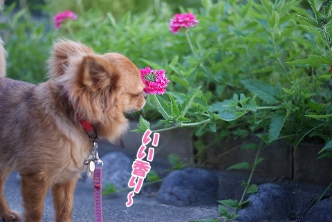 花の似合う男