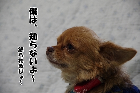 ちょっとＣＭ