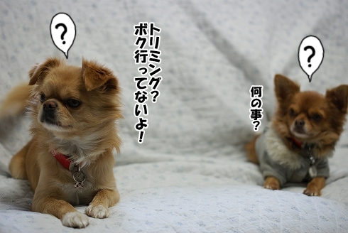 お知らせ！