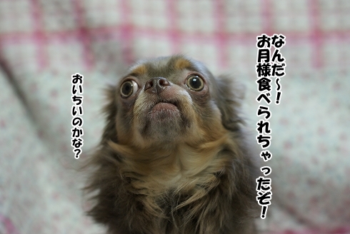 鈴かすてら