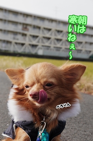 譲渡会へ