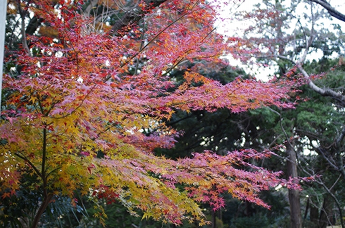 しっぺい太郎