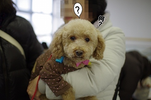 今年初めの譲渡会