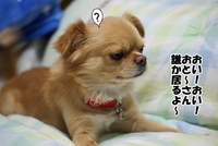 マカロン？