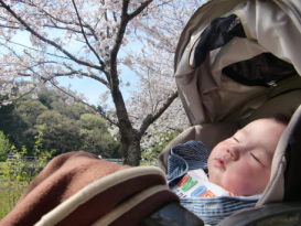 お花見in佐鳴湖公園