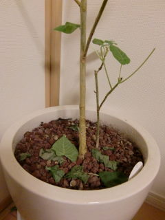 葉っぱが・・・
