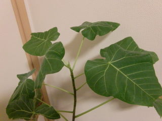 葉っぱが・・・
