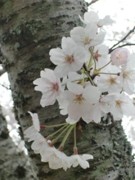 お花見in佐鳴湖公園