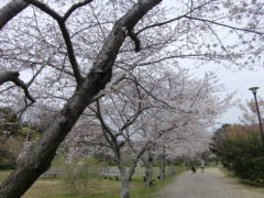 お花見in佐鳴湖公園