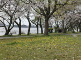 お花見in佐鳴湖公園