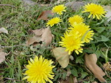 お花見in佐鳴湖公園
