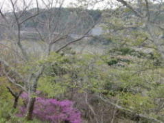 鳥羽山公園へお花見