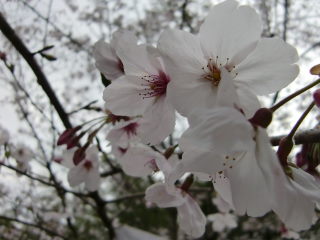 鳥羽山公園へお花見