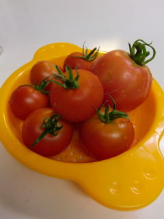 とれたてトマト収穫♪