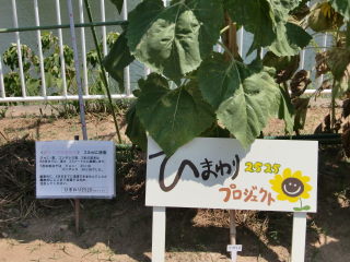 ひまわり開花祭in馬込の畑