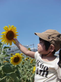 ひまわり開花祭in馬込の畑