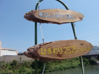 ひまわり開花祭in馬込の畑