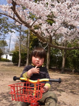 蜆塚公園の桜♪