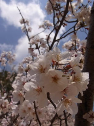 蜆塚公園の桜♪