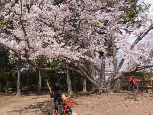 蜆塚公園の桜♪