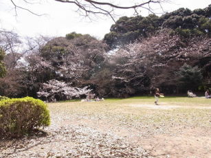 蜆塚公園の桜♪