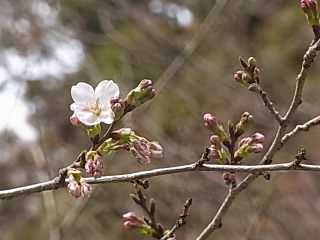 小国神社へお花見行ったけれど・・・